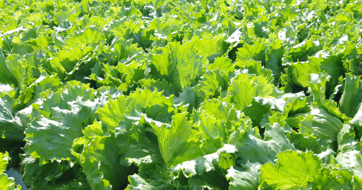 Lettuce hedhdhun